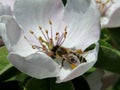 The bee pollinates the flower of the quince tree Royalty Free Stock Photo