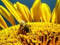 Bee pollinates the flower of a sunflower Royalty Free Stock Photo