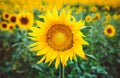 Bee pollinates a flower of a sunflower in the field. Mimicry of insects. Beautiful bright yellow flower in a field of