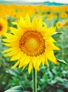 Bee pollinates a flower of a sunflower in the field. Mimicry of insects. Beautiful bright yellow flower in a field of