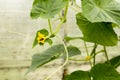 A bee pollinates a flower of a young cucumber growing on a vine in a home greenhouse Royalty Free Stock Photo