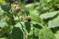 The bee pollinates the flower of young green Raspberry fruit Royalty Free Stock Photo