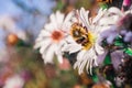 Bee pollinates flowers, macro photo Royalty Free Stock Photo