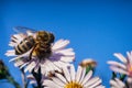 Bee pollinates flowers, macro photo Royalty Free Stock Photo