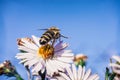 Bee pollinates flowers, macro photo Royalty Free Stock Photo