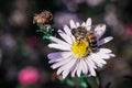 Bee pollinates flowers, macro photo Royalty Free Stock Photo