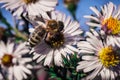 Bee pollinates flowers, macro photo Royalty Free Stock Photo