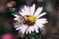 Bee pollinates flowers, macro photo Royalty Free Stock Photo