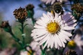 Bee pollinates flowers, macro photo Royalty Free Stock Photo