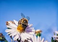 Bee pollinates flowers, macro photo Royalty Free Stock Photo