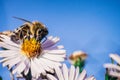 Bee pollinates flowers, macro photo Royalty Free Stock Photo