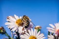 Bee pollinates flowers, macro photo Royalty Free Stock Photo