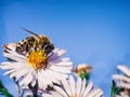 Bee pollinates flowers, macro photo Royalty Free Stock Photo