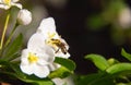 The bee pollinates the flowers. A bee sits on the white flowers of an Apple tree Royalty Free Stock Photo
