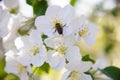 The bee pollinates the flowers. A bee sits on the white flowers of an Apple tree Royalty Free Stock Photo