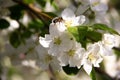 The bee pollinates the flowers. A bee sits on the white flowers of an Apple tree Royalty Free Stock Photo