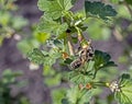 Bee pollinates gooseberry flower Royalty Free Stock Photo