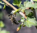 Bee pollinates gooseberry flower Royalty Free Stock Photo