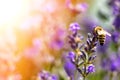 The bee pollinates the lavender flowers. Plant decay with insects. Royalty Free Stock Photo
