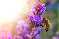 The bee pollinates the lavender flowers. Plant decay with insects. Royalty Free Stock Photo