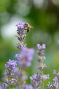 The bee pollinates the lavender flowers. Plant decay with insects. Royalty Free Stock Photo