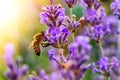 The bee pollinates the lavender flowers. Plant decay with insects. Royalty Free Stock Photo