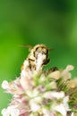 Bee pollinates mint flower/Pollinating the bee mint flower on a sunny day Royalty Free Stock Photo