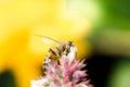 Bee pollinates mint flower/Pollinating the bee mint flower on a sunny day Royalty Free Stock Photo