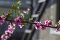 Bee pollinates nectarine peach blossom flower Royalty Free Stock Photo