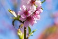 Bee pollinates peach nectarine flowers blossom Royalty Free Stock Photo