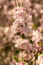 Bee Pollinates Pink Dogwood Blooms Royalty Free Stock Photo