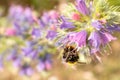 A bee pollinates a purple flower, on a sunny day, a very small depth of field. Macro photo. Royalty Free Stock Photo