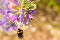 The caterpillar on a purple flower, on a sunny day, a very small depth of field. Macro photo.A bee pollinates a purple flower, on Royalty Free Stock Photo