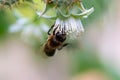 A bee pollinates a raspberry flower in a vegetable garden