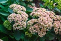 bee pollinates sedum, pink flowers in the flower bed Royalty Free Stock Photo