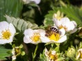 Bee pollinates and sits in a white strawberry flower