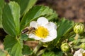 Bee pollinates and sits in a white strawberry flower