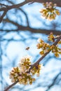 Bee pollinates spring blossom Royalty Free Stock Photo