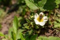 A bee pollinates a strawberry flower in the garden