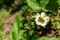 A bee pollinates a strawberry flower in the garden