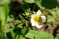 A bee pollinates a strawberry flower in the garden