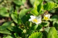 A bee pollinates a strawberry flower in the garden