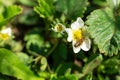 A bee pollinates a strawberry flower in the garden