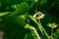 The bee pollinates the strawberry flower. Insect on a white flower