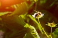 The bee pollinates the strawberry flower. Insect on a white flower Royalty Free Stock Photo