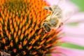 bee pollinates summer echinacea purpurea /bee pollinates a colourful flower, close up Royalty Free Stock Photo