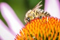 bee pollinates summer echinacea purpurea/bee pollinates a colour Royalty Free Stock Photo