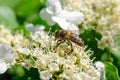 Bee pollinates white flower viburnum, selective focus. Royalty Free Stock Photo