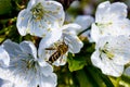 Bee pollinates white flowers of cherry on flowering tree in spring