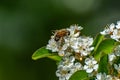 A bee pollinates white flowers. A honey bee collecting pollen from a spring flower